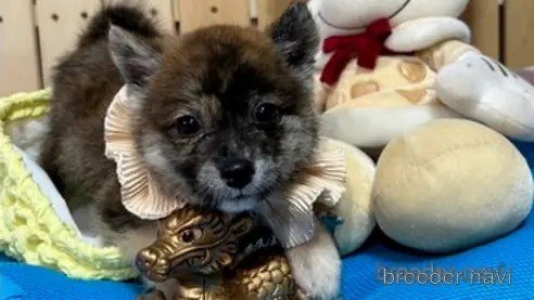 販売中の福岡県のミックス犬-345471の5枚目
